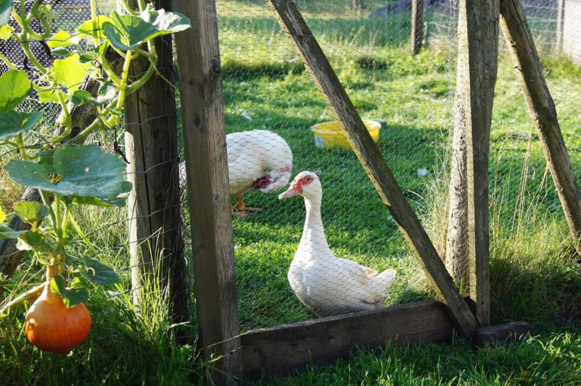 Ferienwohnung Wiesenschneiders Freiensteinau エクステリア 写真